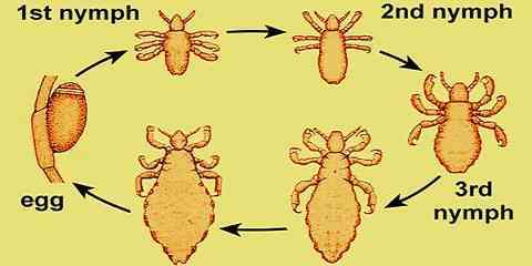 head lice life cycle