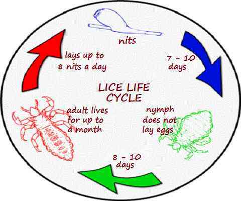 lifespan of lice and nits eggs