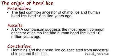 where do head lice body lice pubic lice come from in the first place