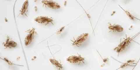 where do head lice come from