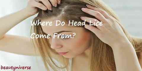 where do lice come from