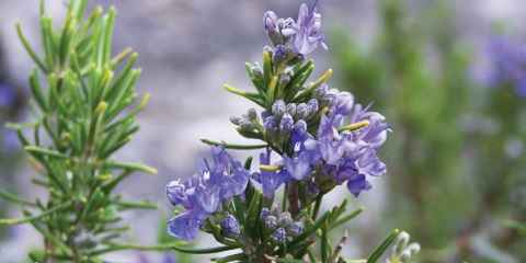 Tips And Reviews On Rosemary Essential Oil Benefits And Uses For Hair Loss Regrowth Baldness Etc